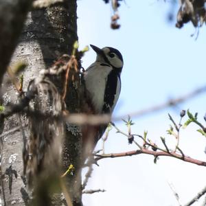 Great Spotted Woodpecker