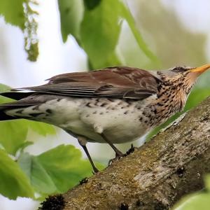 Fieldfare