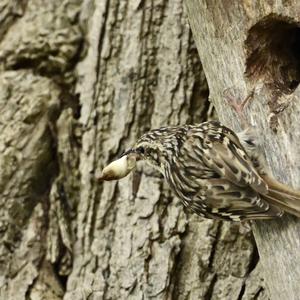 Short-toed Treecreeper