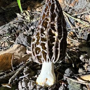 Black Morel