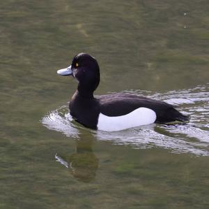 Tufted Duck