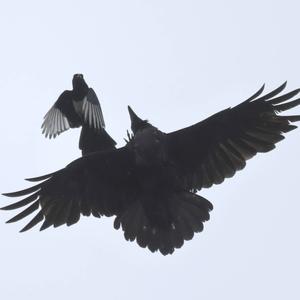 Black-billed Magpie