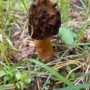 Black Morel