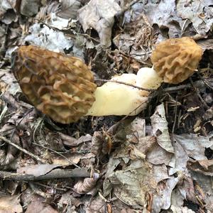 Yellow Morel