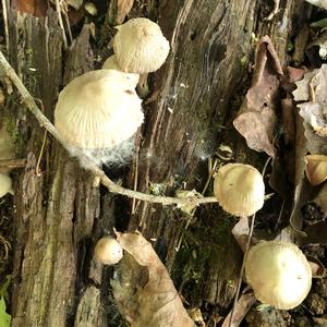 Mycena, Common