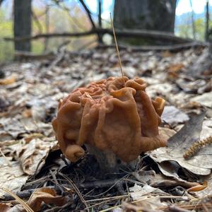 Conifer False Morel