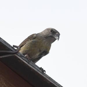 Red Crossbill