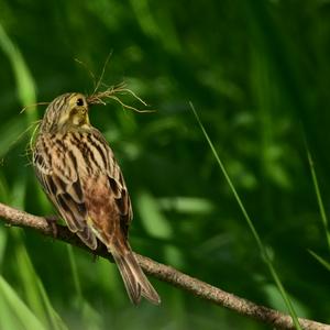 Yellowhammer