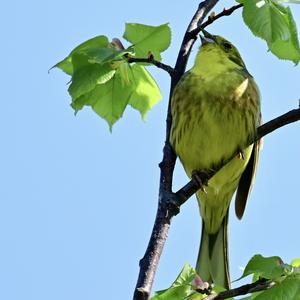 Yellowhammer