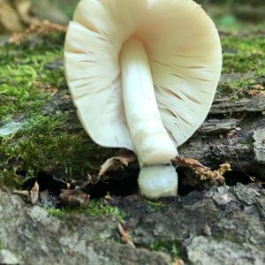 Fawn Mushroom