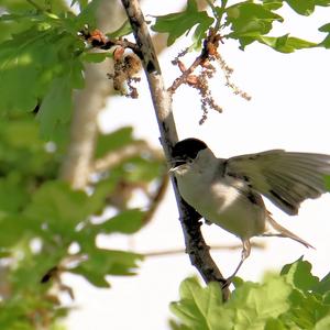 Blackcap