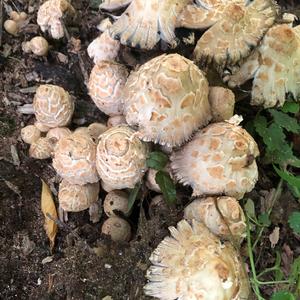 Shaggy Mane