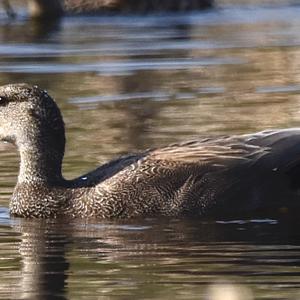 Gadwall