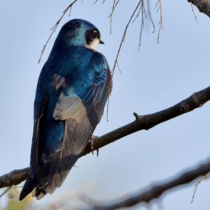 Tree Swallow