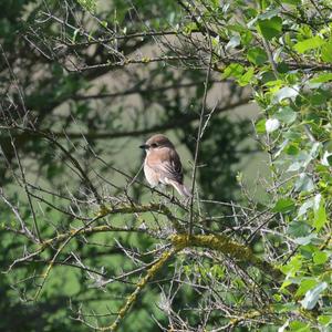 Red-backed Shrike