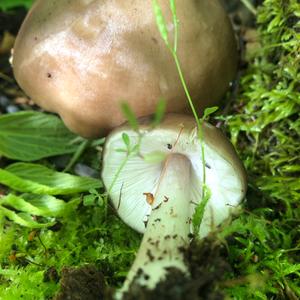 Fawn Mushroom