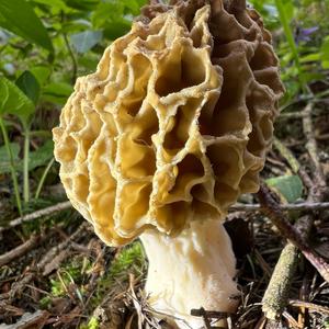 Yellow Morel