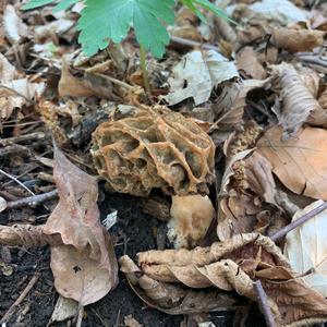 Yellow Morel