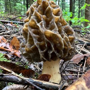 Yellow Morel