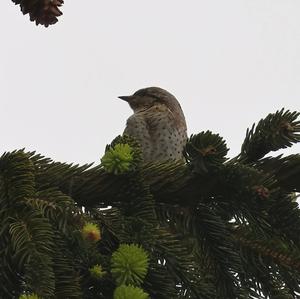 Eurasian Wryneck