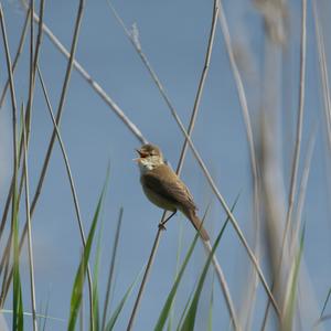 Eurasian Reed-warbler