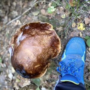 Summer Bolete