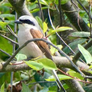 Red-backed Shrike