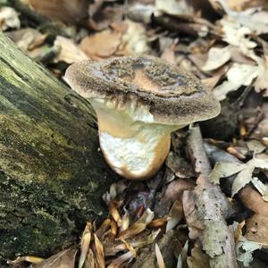 Tuberous Polypore