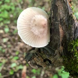 Mycena, Common