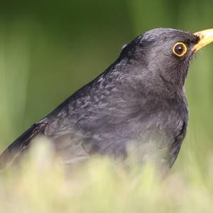 Eurasian Blackbird