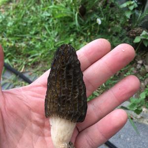 Black Morel