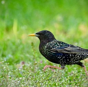 Common Starling