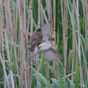 Eurasian Reed-warbler