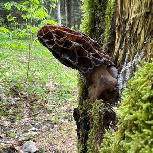 Black Morel