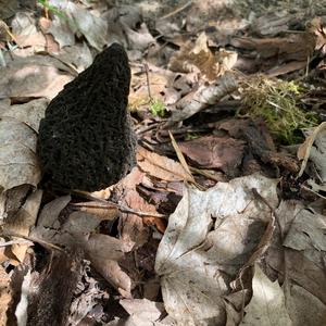 Black Morel