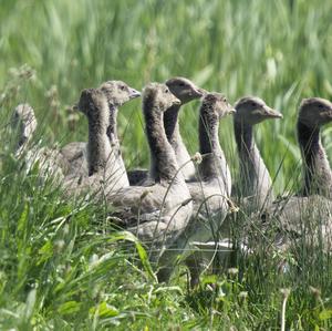 Greylag Goose