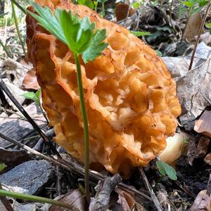 Yellow Morel