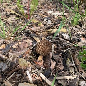 Black Morel