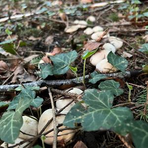 St George`s Mushroom