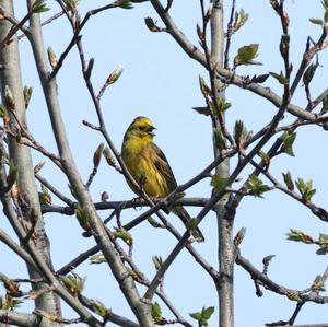 Yellowhammer