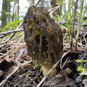 Black Morel