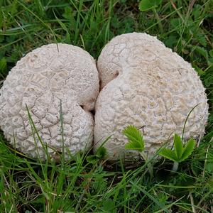 Mosaic Puffball