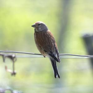 Eurasian Linnet