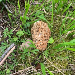 Yellow Morel