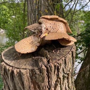 Dryad`s Saddle