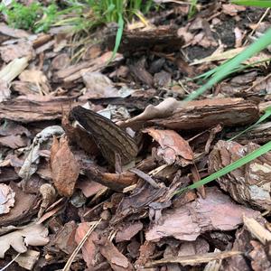 Black Morel