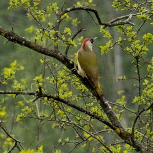 Eurasian Green Woodpecker