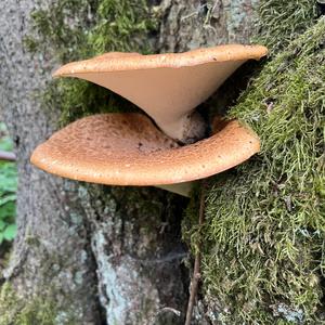 Dryad`s Saddle