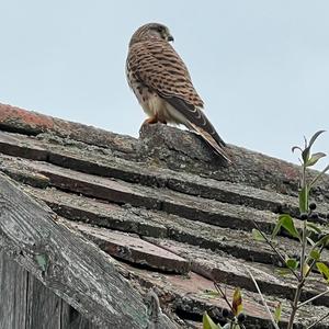 Common Kestrel