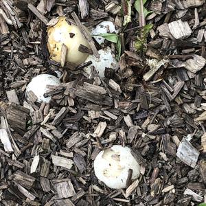 Red Cage Fungus